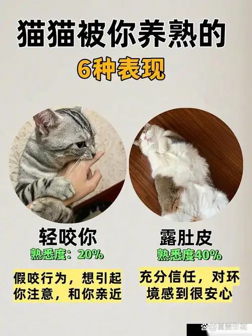 猫咪依赖度启发电竞战队管理：从“黏人”到“独立”的选手成长密码